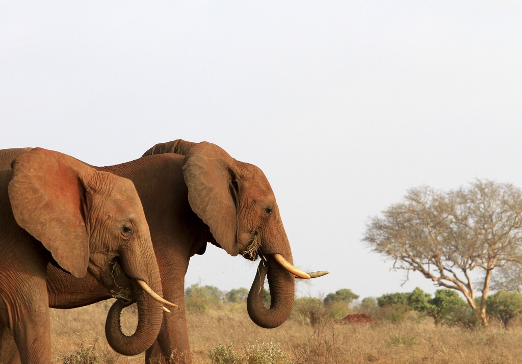 A herd of elephants walk in the Tsavo East National Park, 280 km (173 miles) east of Kenya's capital Nairobi February 10, 2011. A census of elephants in the Tsavo-Mkomazi conservation area is ongoing as drought and poaching are putting pressure on the large animals, it remains to be seen whether the population is expanding or contracting. Picture taken February 10, 2011 REUTERS/Noor Khamis (KENYA - Tags: ANIMALS ENVIRONMENT) - GM1E72C0DU801