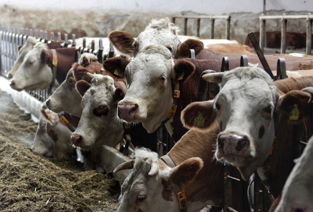 Dairy cattle are pictured in a cowshed in Hergolding near Munich October 13, 2009.EU agriculture ministers concluded an extraordinary meeting on the crisis in the dairy sector on October 5 but did not come out with any short-term decisions to help struggling milk farmers, leaving them disappointed. REUTERS/Michael Dalder (GERMANY ENVIRONMENT POLITICS) - RTXPL5T