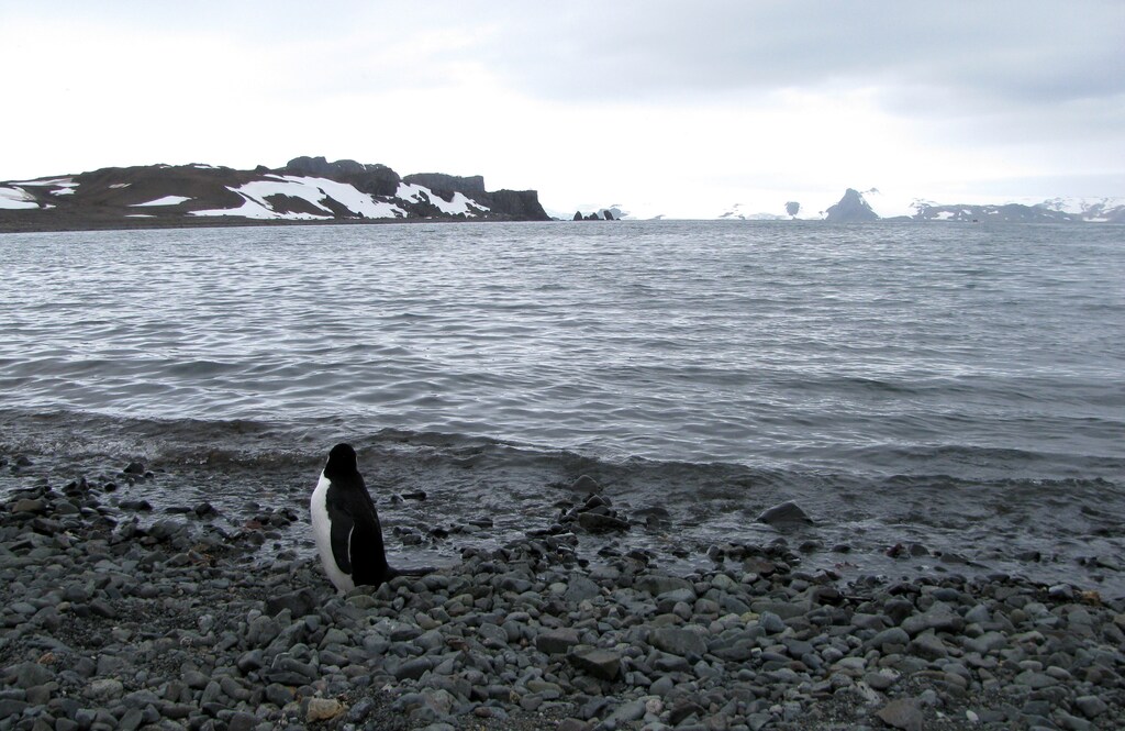 A penguin is seen near Argentina's Carlini Base in Antarctica, January 12, 2017. Picture taken January 12, 2017 REUTERS/Nicolas Misculin - RTSW9UJ