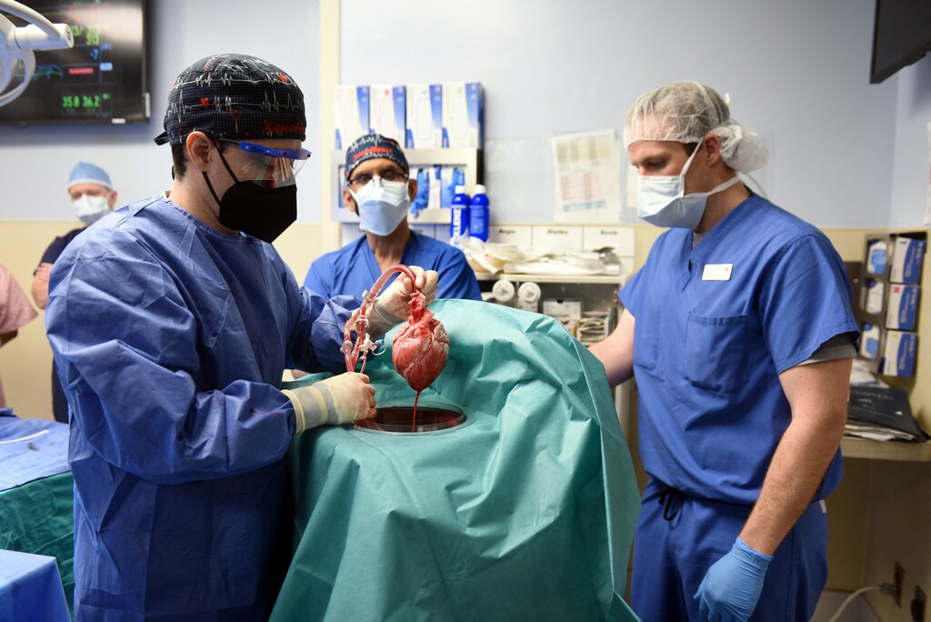 Surgeons perform pig heart transplant in Baltimore.