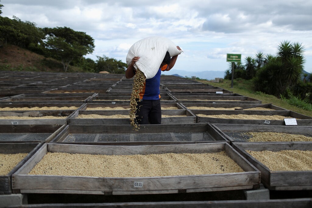 A worker drops coffee beans to dry at Los Pirineos coffee farm in Berlin, El Salvador, January 13, 2026.