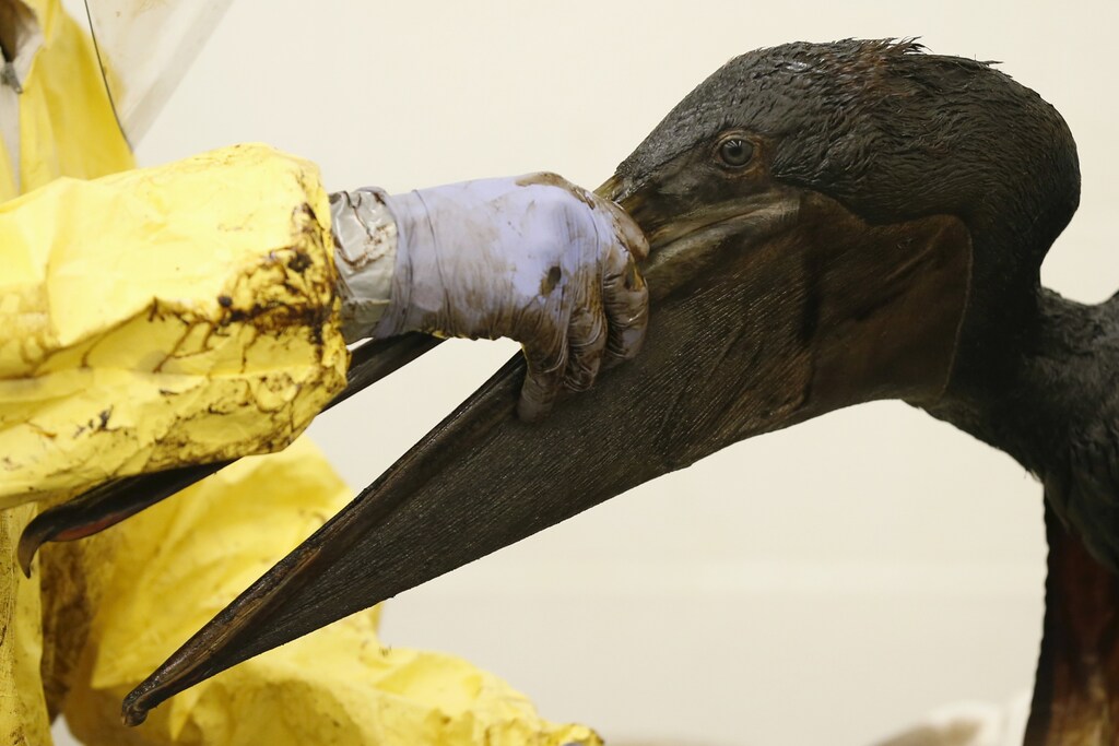 Staff and volunteers work to clean oil off a brown pelican at the International Bird Rescue center in San Pedro, Los Angeles, California, United States, May 22, 2015