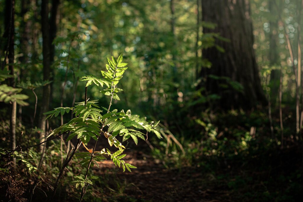 Nature does a pretty good job of restoring forests without our help