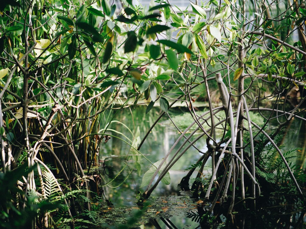 Mangroves are hardy trees and shrubs that have adapted to grow in saltwater.
