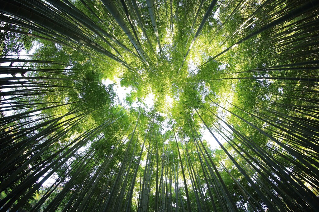 Inside a forest, looking upwards.
