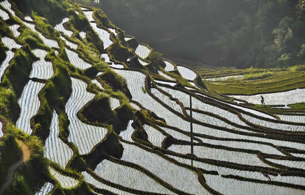 A farmer walks amid a terrace paddy field in Suichuan county, Jiangxi province June 1, 2013. Picture taken June 1, 2013. REUTERS/China Daily (CHINA - Tags: AGRICULTURE SOCIETY) CHINA OUT. NO COMMERCIAL OR EDITORIAL SALES IN CHINA - GM1E96219BC01