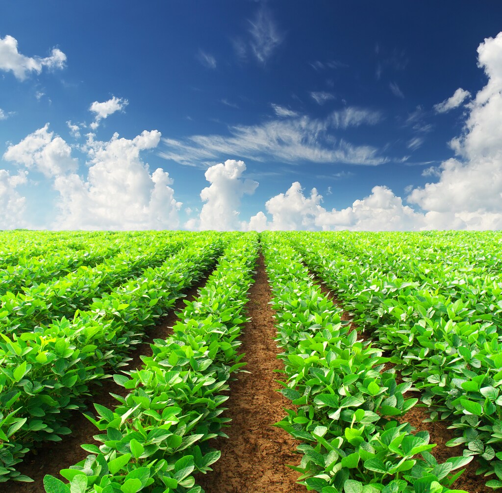 A field of healthy-looking green crops, clouds and blue sky; climate resilience.