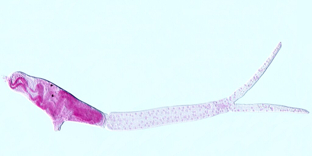 Cercariae Trichobilharzia szidati, the microscopic parasite that causes bilharzia (schistosomiasis)