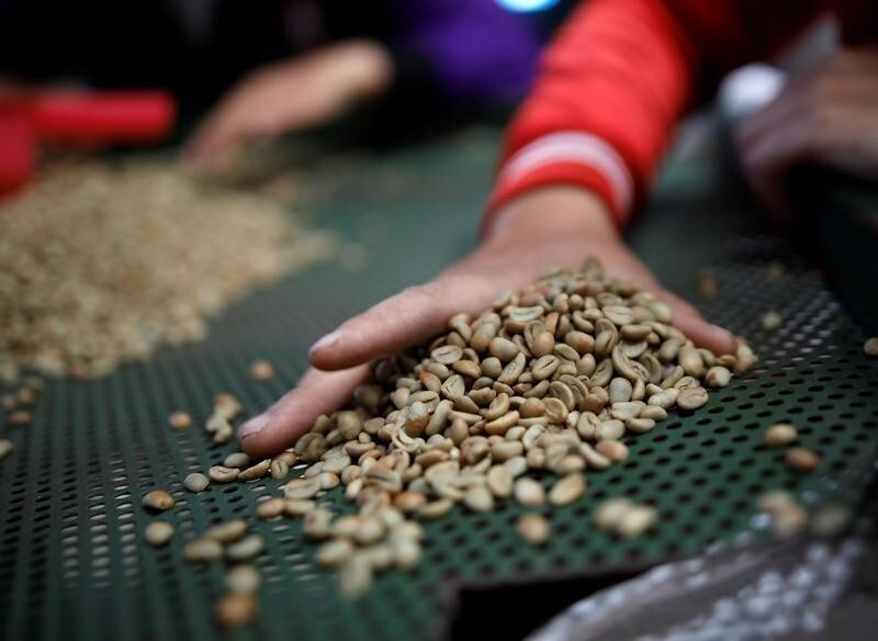Workers sort arabica green coffee beans at a coffee mill in Pangalengan, West Java, Indonesia May 8, 2018.