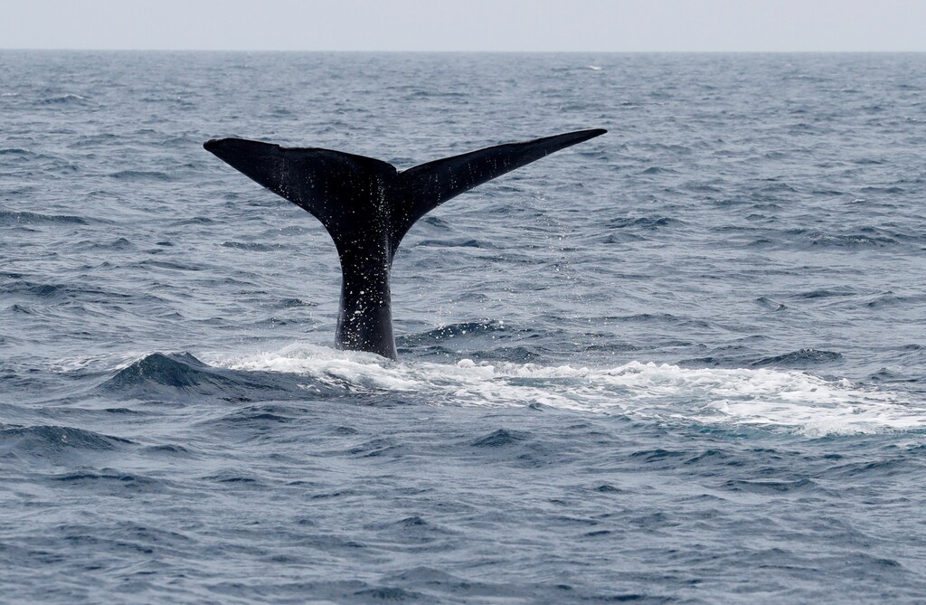 The fluke of a sperm whale sticks out of the sea as it dives in the sea near Rausu, Hokkaido, Japan, July 1, 2019. Picture taken July 1, 2019. REUTERS/Kim Kyung-Hoon - RC1128EC8ED0