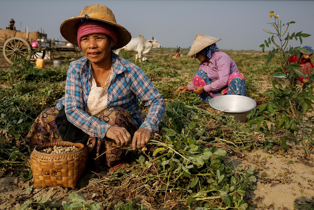 Mya Lay (R), 25, and her colleagues, who used to work at a marble mine but lost their jobs, pick leftover peanuts at a farm where they now work in Sagyin, Mandalay, Myanmar, February 15, 2019. "I was born in this village and for generations this is what we have done: the men work on marble carving and the women work in the marble mines or polish the marble statues," said Lay. REUTERS/Ann Wang SEARCH "SAGYIN MARBLE" FOR THIS STORY. SEARCH "WIDER IMAGE" FOR ALL STORIES. - RC20LH9Q2I4O