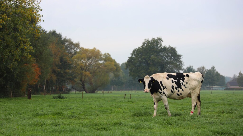 Methane emissions from agriculture would likely be reduced if farmers produced more food from plants and less from livestock.