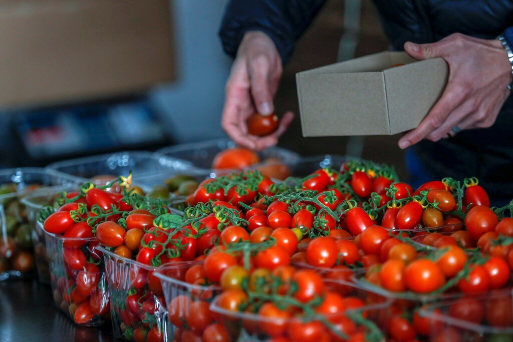 A Palestinian man packages tomatoes which Palestinian entrepreneurs market online and deliver to customers, in Ramallah in the Israeli-occupied West Bank March 4, 2021. Picture taken March 4, 2021. REUTERS/Mohamad Torokman - RC298M9GRN20