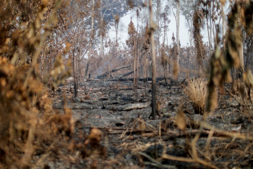 A burning tract of the Amazon jungle is seen near Apui, Amazonas State, Brazil, August 11, 2020. In the dry season ranchers and land speculators set fires to clear deforested woodland for pasture. Blazes can rage out of control, fueled by the swirling wind and dry foliage. Wildlife flee from the smoke and flames. REUTERS/Ueslei Marcelino SEARCH "BRAZIL ANIMALS" FOR THIS STORY. SEARCH "WIDER IMAGE" FOR ALL STORIES - RC2OTI9EEQK4