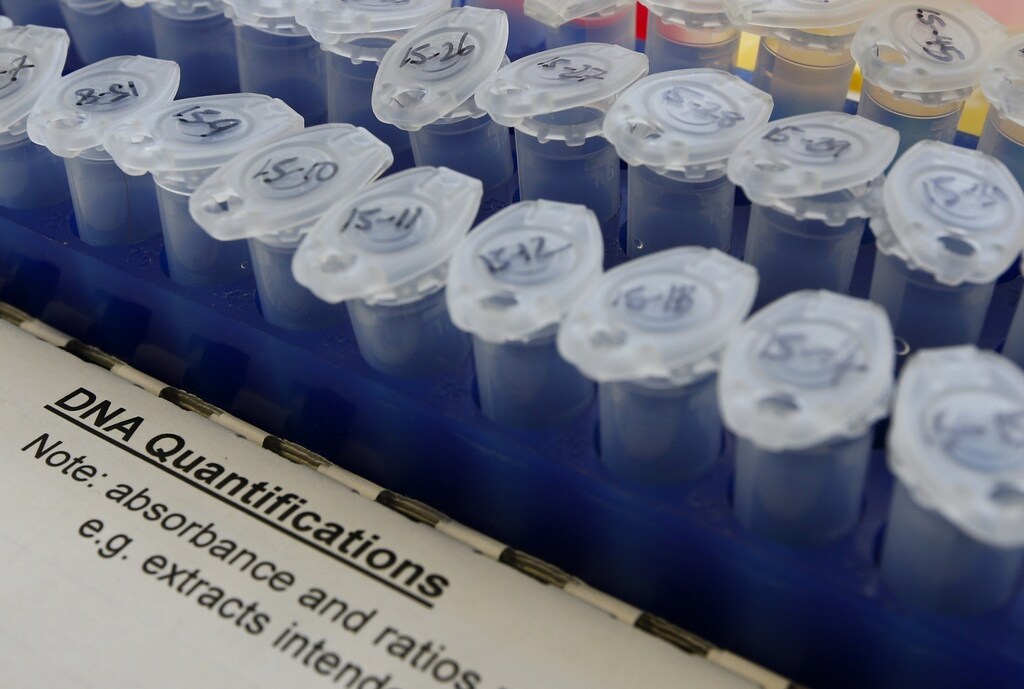 DNA quantifications await further testing at Worestershire County Council Scientific Services in Worcester, central England, February 14, 2013. Discoveries so far of horsemeat in products sold as beef are likely to be the "tip of the iceberg", a British parliamentary report into the scandal said on Thursday.