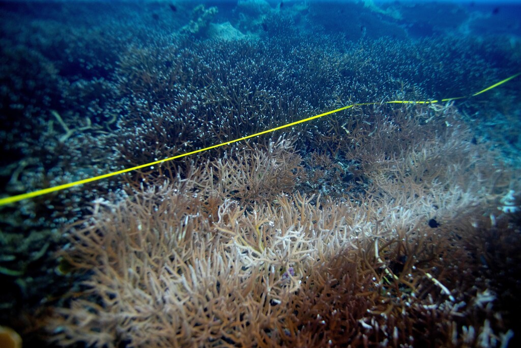 A bleaching coral is seen in the place where abandoned fishing nets covered it in a reef at the protected area of Ko Losin