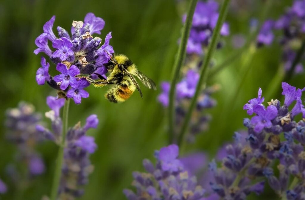 image of a bee on some flowers