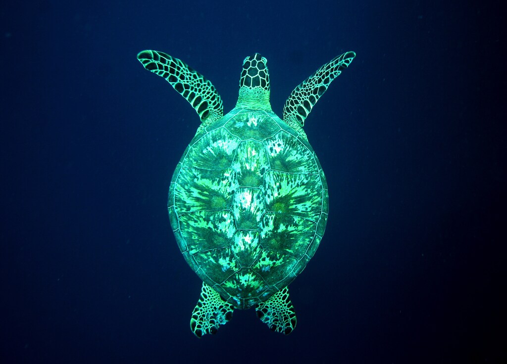 A giant green turtle swims underwater at a diving site near the island of Sipadan on Celebes Sea east of Borneo November 8, 2005.REUTERS/Peter Andrews - RP2DSFHCYTAB