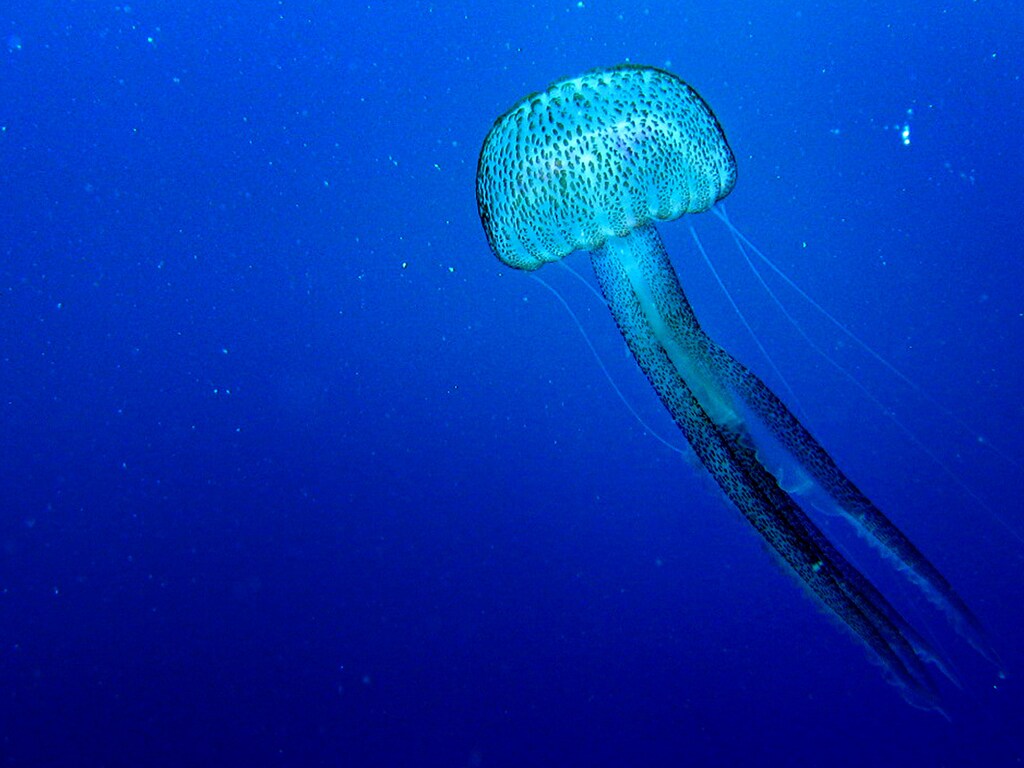 A jellyfish moves in the Mediterranean sea on the south coast of the Balearic island of Mallorca, Spain August 20, 2006. REUTERS/Dani Cardona (SPAIN) - GM1DTHXCUCAA