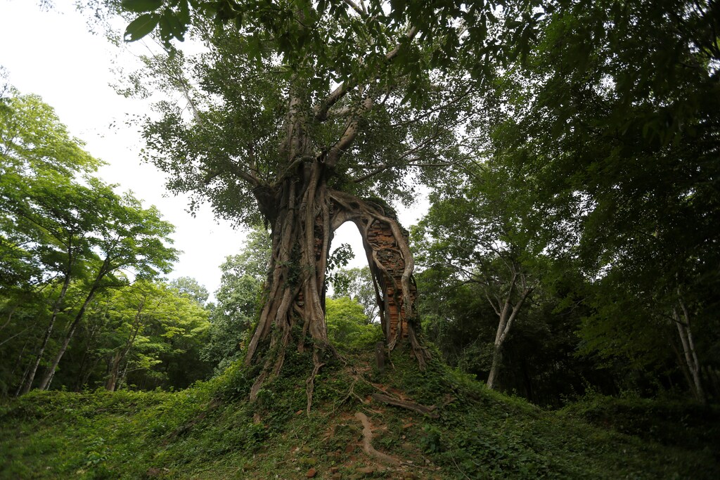 A tree is seen at Sambor Prei Kuk, or "the temple in the richness of the forest" an archaeological site of ancient Ishanapura, a UNESCO world heritage site, in Kampong Thom province, Cambodia July 15, 2017. Picture taken July 15, 2017. REUTERS/Samrang Pring - RTX3BPPX