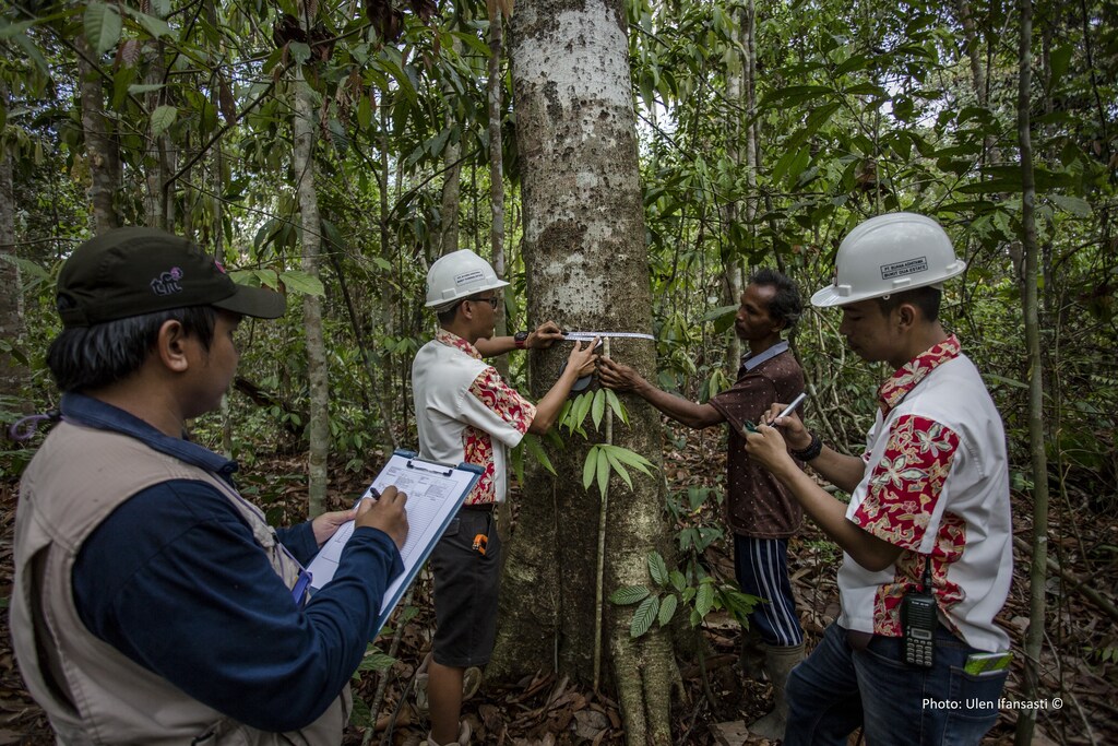 TFT's researchers Davies Rachmawan and Tallo, measuring trees at High Carbon Stock (HCS) area inside palm oil plantation of PT BAT on November 23, 2015 in Central Kalimantan.