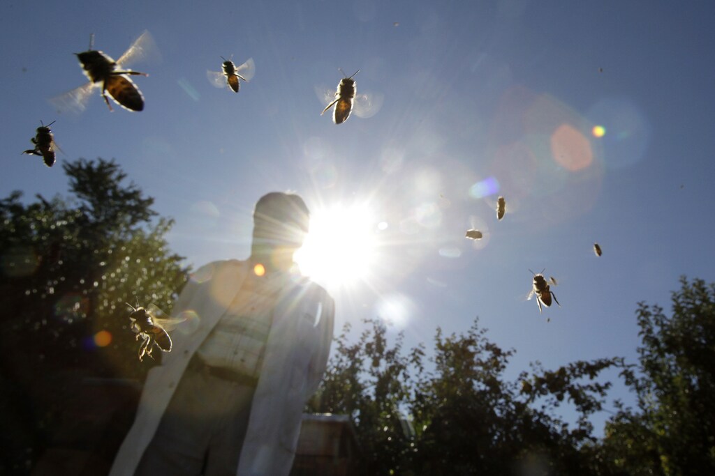 bees fly next to a beekeeper on a sunny day