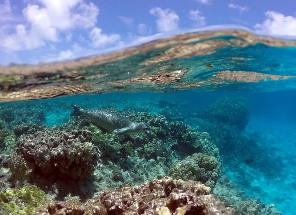 Monk seals. Hawaii, Papahanaumokuakea Marine National Monument. February 12, 2007. Photographer: Paulo Maurin.