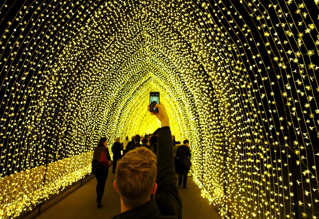 A visitor to the Sydney Botanical Garden's inaugural contribution to the Vivid Sydney light festival takes a picture of the 'Cathedral of Light' during a preview of the annual interactive light installation and projection event around Sydney, Australia May 25, 2016. REUTERS/Jason Reed TPX IMAGES OF THE DAY - D1AETGBAZAAA