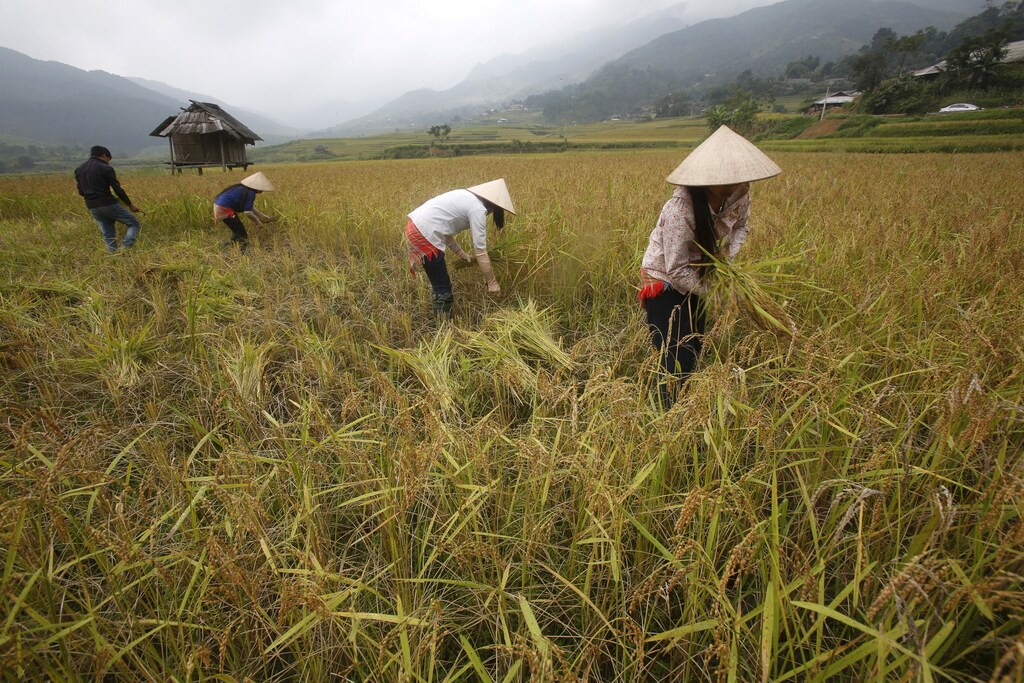 Vietnamese farmers of Dao ethnic tribe harvest rice on a terraced rice paddy field during the harvest season in Tu Le, northwest of Hanoi October 3, 2015. REUTERS/Kham - GF10000231117