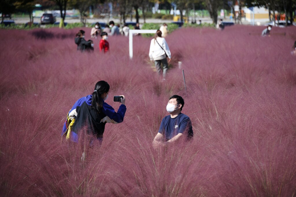 A woman takes a photo of her boyfriend in a pink muhly grass field at a park, amid the coronavirus disease (COVID-19) pandemic, in Hanam, South Korea, October 18, 2021. REUTERS/Kim Hong-Ji