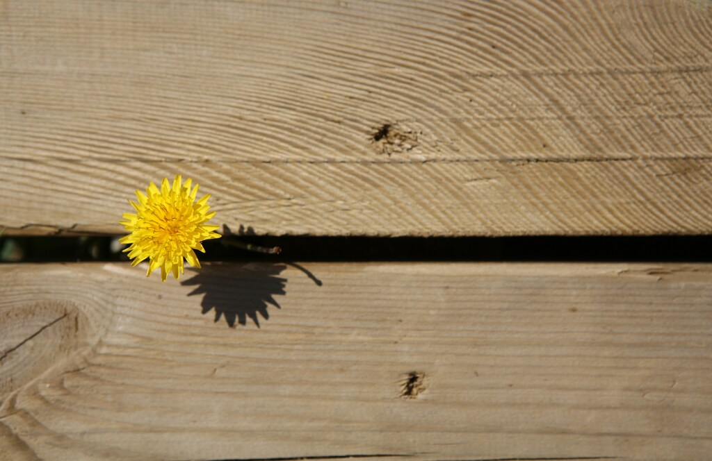 A yellow dandelion grows through wood planks in Zahara de los Atunes, March 18, 2007. REUTERS/Marcelo del Pozo (SPAIN) FOR BEST QUALITY IMAGE ALSO SEE: GM1E87B1BXZ01 - RTR1NNFS