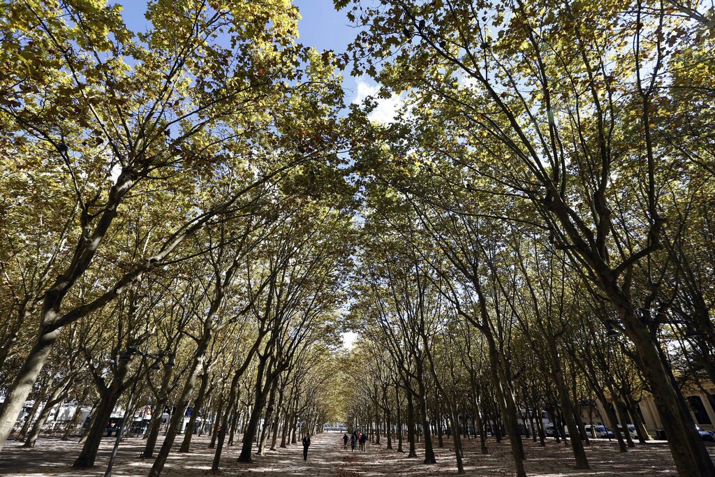 People take a stroll on a sunny autumn day down a tree-lined path in Bordeaux, southwestern France, October 5, 2014 REUTERS/Regis Duvignau (FRANCE - Tags: ENVIRONMENT SOCIETY) - RTR490CK