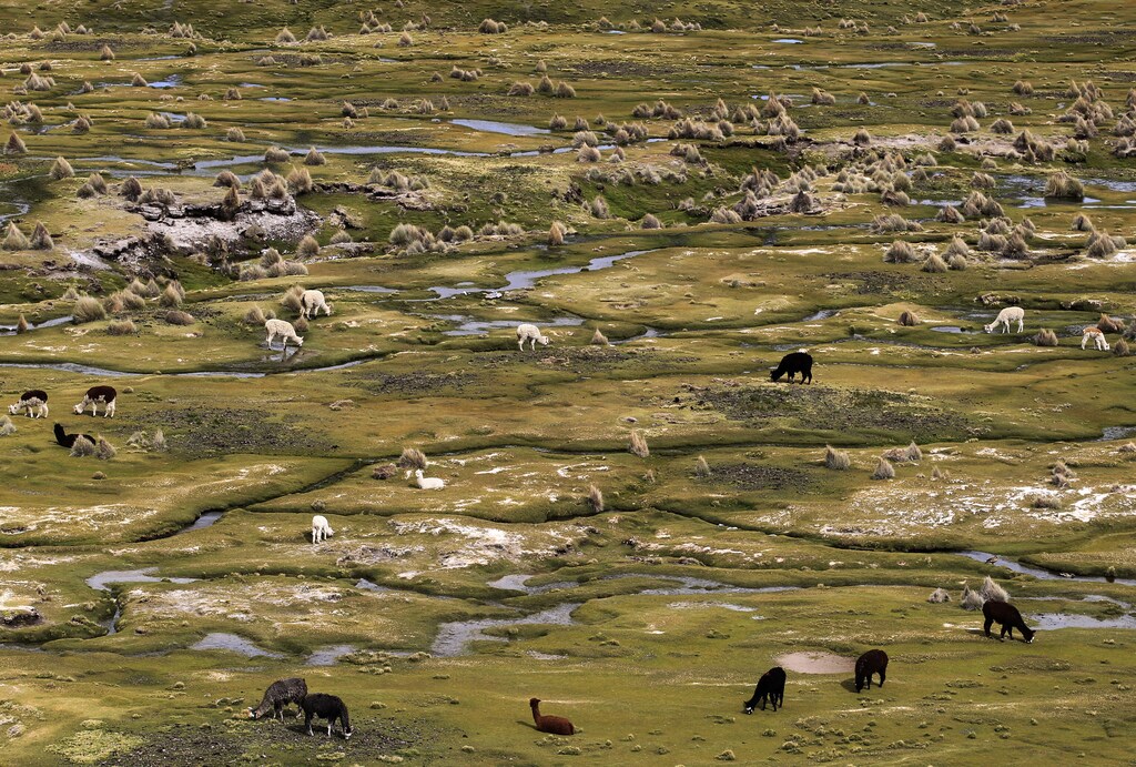 Llamas graze in a valley at the base of the extinct Sajama volcano, the highest peak in Bolivia at 6,500 meters, April 13, 2010. The Sajama national park is one of 22 natural reserves in Bolivia, located some 250 km southwest of La Paz. REUTERS/David Mercado (BOLIVIA - Tags: ENVIRONMENT TRAVEL ANIMALS) - RTR2CV9R