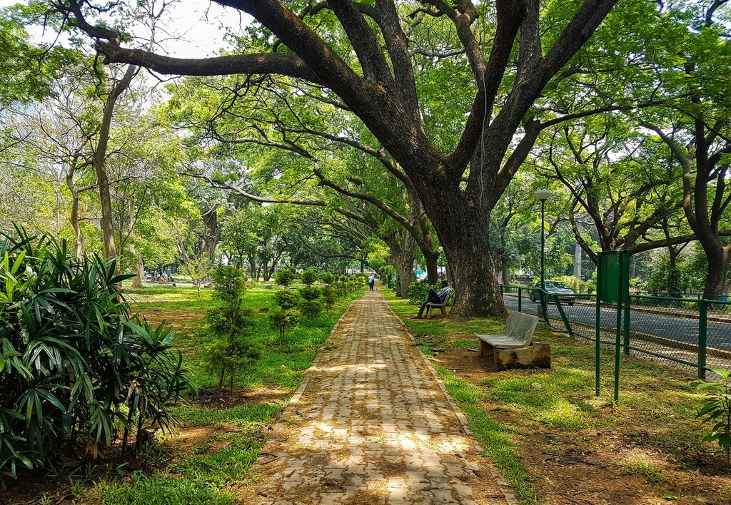 As skyscrapers rose and urbanization took over Bengaluru in southern India, the green haven it once boasted began to wither away.