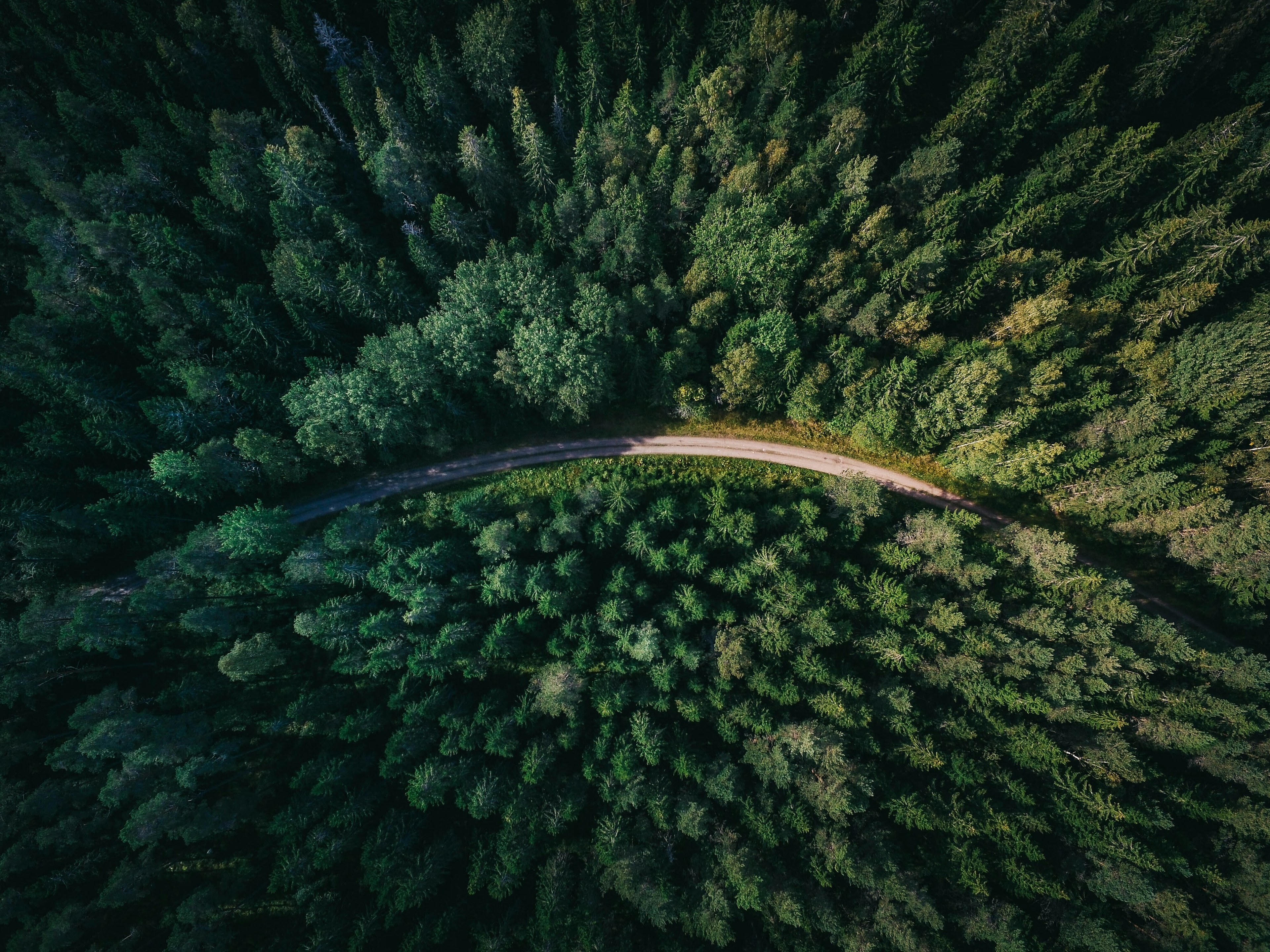 birds-eye view of a road through a forest in a story about ecopreneurship