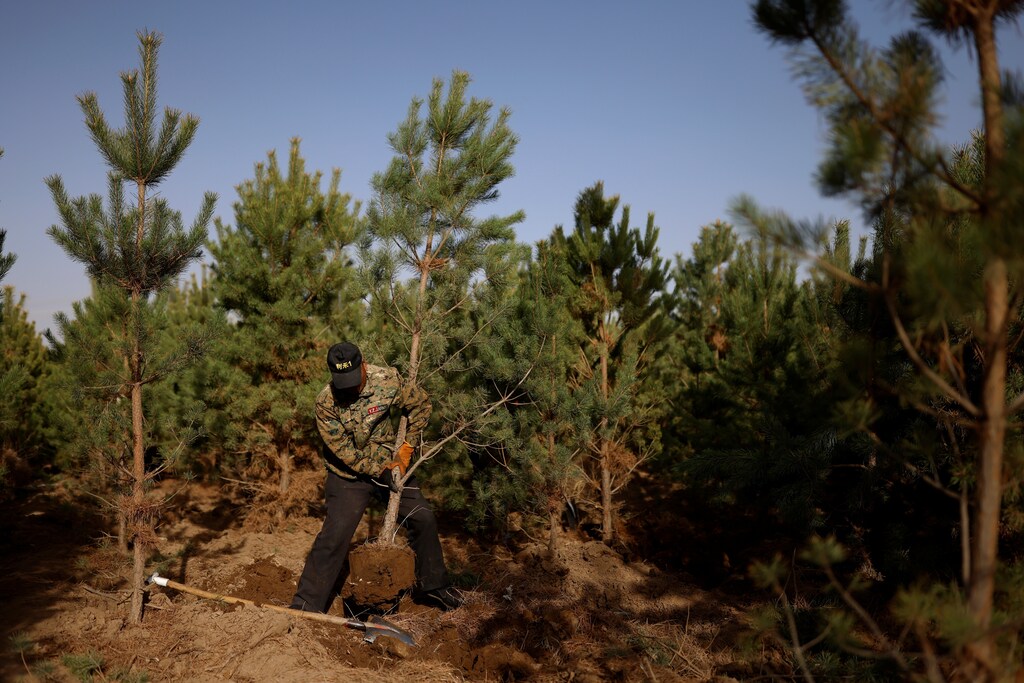 A worker lifts a tree from the ground at the Toudunying state-owned commercial forest estate in a village near the edge of the Gobi desert, on the outskirts of Wuwei, Gansu province, China, April 16, 2021. Over the last four decades, the Three-North Shelter Forest Programme tree-planting scheme, known colloquially as the "Great Green Wall", has helped raise total forest coverage to nearly a quarter of China's total area, up from less than 10% in 1949. In Hongshui trees have become a major part of the local economy and the area is dominated by a large state-owned commercial forest estate called Toudunying.
