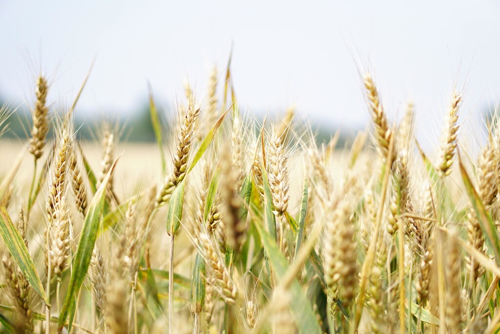 The Black Sea Grain Initiative has helped to export millions of tonnes of food from Ukraine, reducing global food prices and providing much-needed food to people in need around the world.