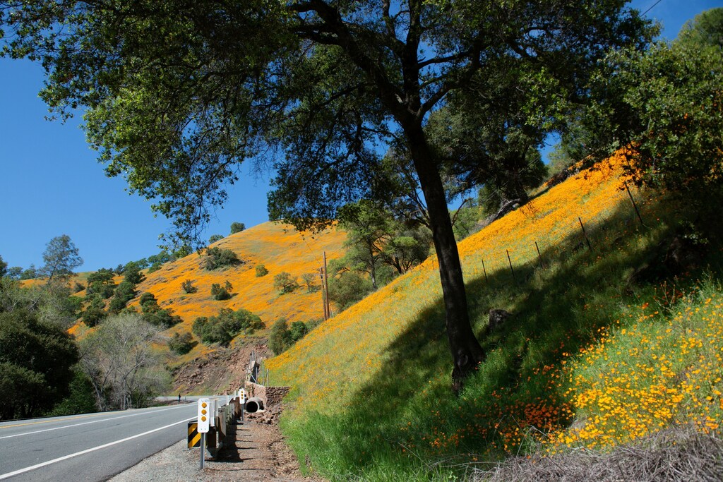 A bloom of wild poppies in Amador County during the coronavirus disease (COVID-19) outbreak in Jackson, California, U.S. April 16, 2020. REUTERS/Kate Munsch - RC256G97SRY8