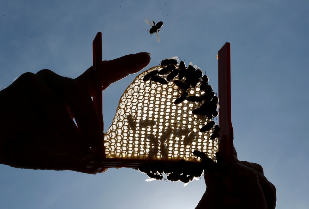 Alexandrine Brion, a beekeeper who breeds queen bees for her beekeeper colleagues that need to regenerate their hives, holds a honeycomb, in La Bollene-Vesubie, France, July 2, 2019. Picture taken July 2, 2019. REUTERS/Eric Gaillard TPX IMAGES OF THE DAY - RC1FF2A30310