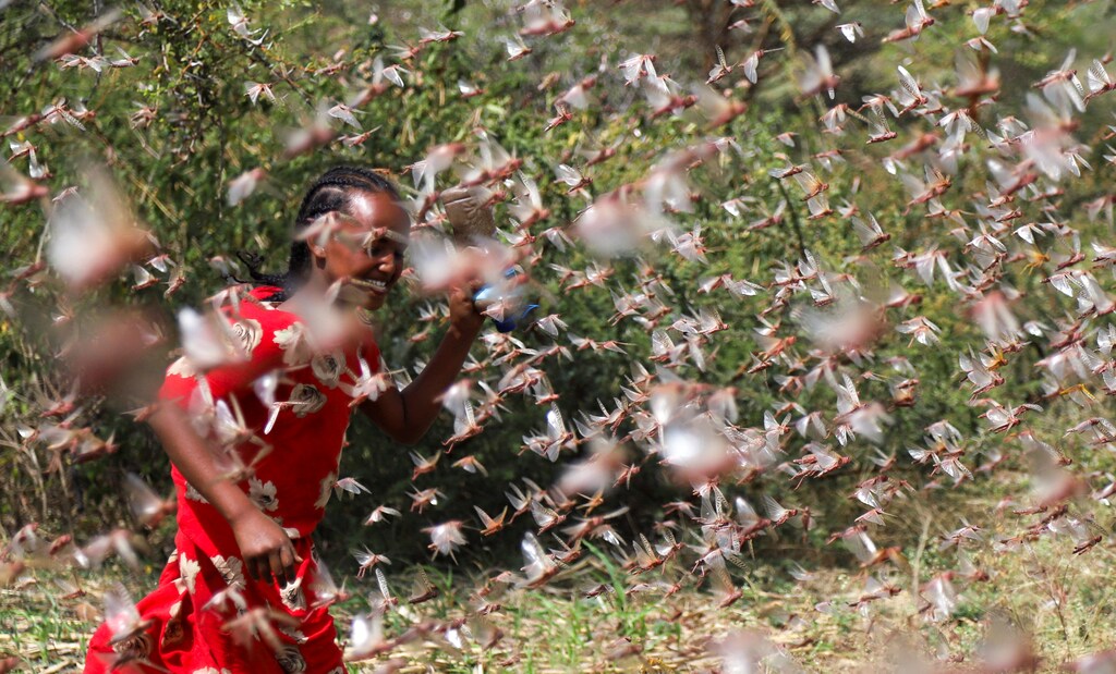 An Ethiopian girl attempts to fend off desert locusts as they fly in a farm on the outskirt of Jijiga in Somali region, Ethiopia January 12, 2020. Picture taken January 12, 2020. REUTERS/Giulia Paravicini - RC2XEE9JWHHE