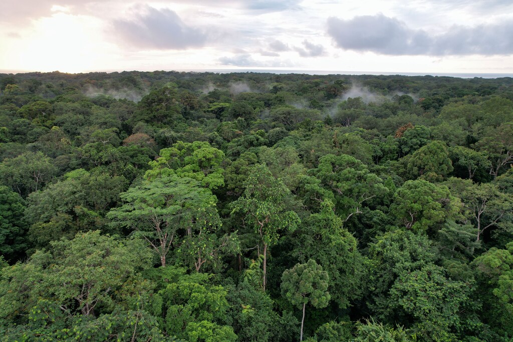 Careful logging for forest conservation in Gabon