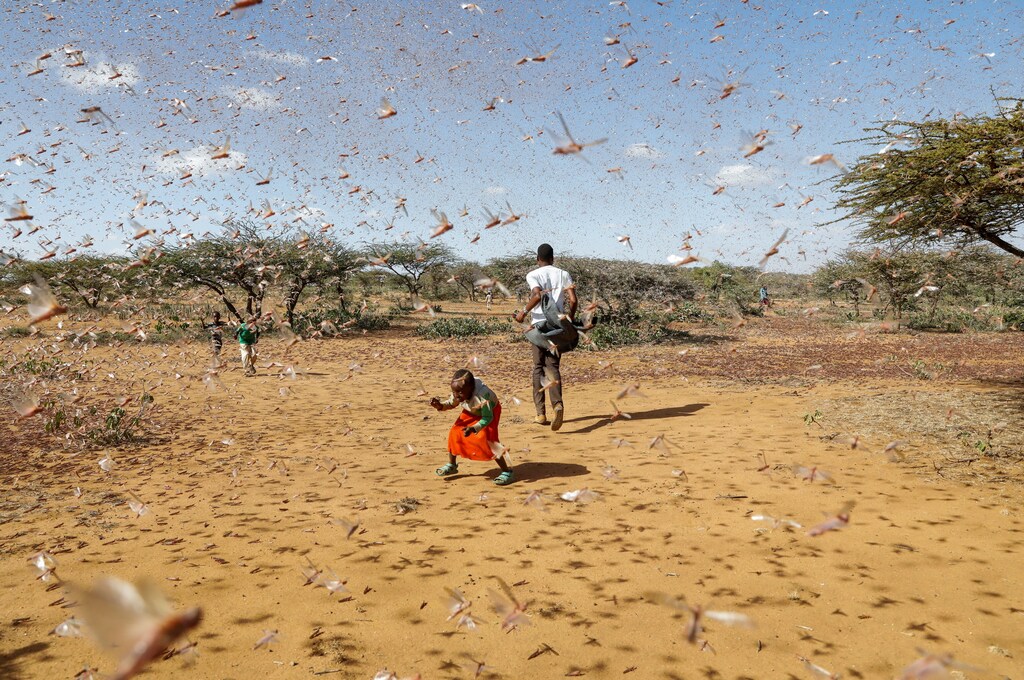 A child tries to chase away a swarm of desert locusts in Naiperere, near the town of Rumuruti, Kenya, January 30, 2021.