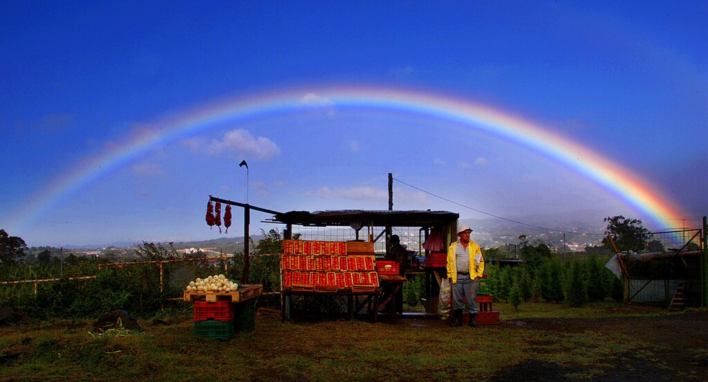 A Costa Rican farmer sells his freshly harvested tomatoes along the side of the road near San Jose, March 14, 2003. Pictures of the Year 2003