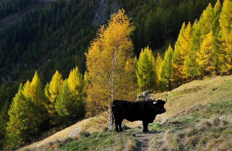 A Herens cow is pictured in a field on a warm autumn day near Arolla in the Val d'Herens, Switzerland October 12, 2017. REUTERS/Denis Balibouse - RC1ACDD30990