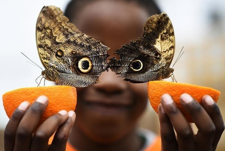 Bjorn, aged 5, smiles as he poses with a Owl butterfly during an event to launch the Sensational Butterflies exhibition at the Natural History Museum in London, Britain March 23, 2016. REUTERS/Dylan Martinez TPX IMAGES OF THE DAY