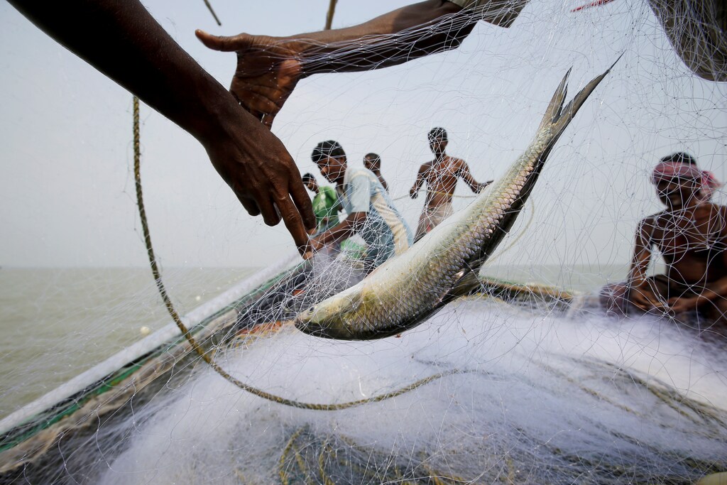 A hilsa fish is seen as fishermen pull the net on a boat near Ghoramara Island, India, October 24, 2018. Ghoramara Island, part of the Sundarbans delta on the Bay of Bengal, has nearly halved in size over the past two decades, according to village elders. REUTERS/Rupak De Chowdhuri SEARCH "CHOWDHURI COASTLINE" FOR THIS STORY. SEARCH "WIDER IMAGE" FOR ALL STORIES. TPX IMAGES OF THE DAY. - RC119B55A000