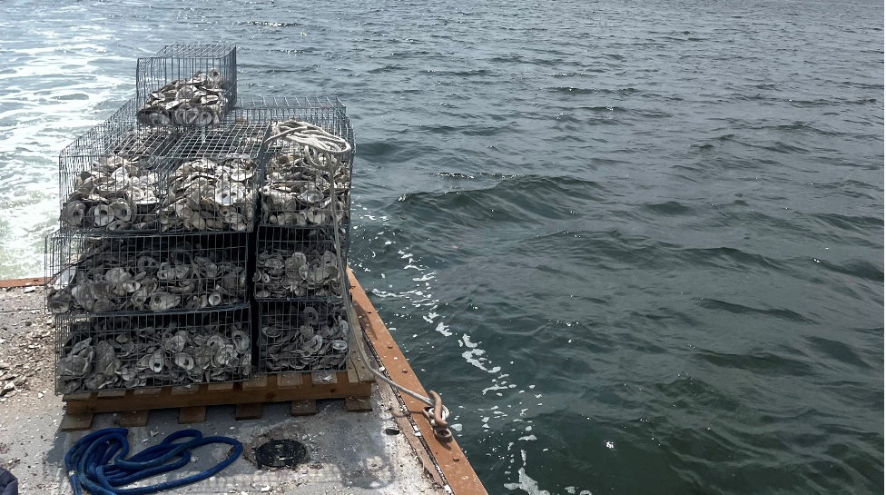 Recycled oyster shells are the foundation of a natural and effective solution to prevent coastal erosion and clean up the ocean.