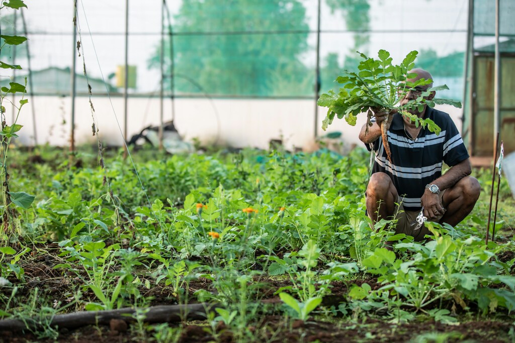 Farmer in greenhouse holds carrot; cost-of-living crisis