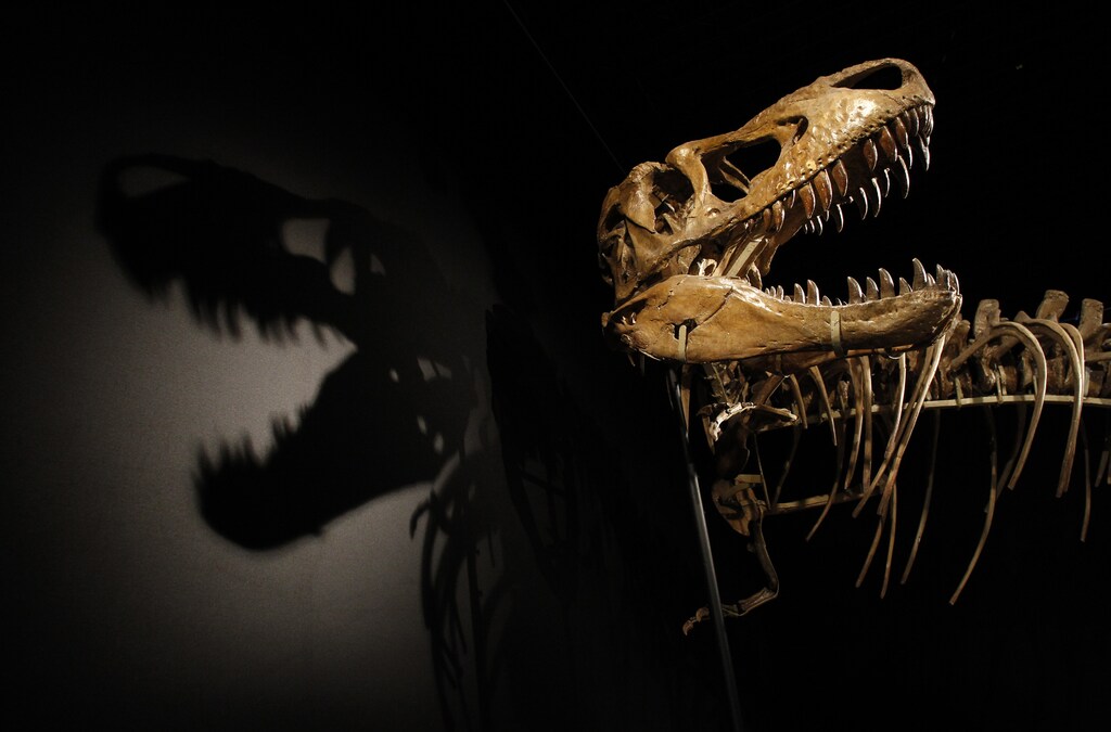 A Tarbosaurus dinosaur skeleton is displayed during an exhibition.