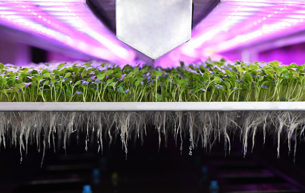 La agricultura vertical puede utilizar hasta un 98% menos de agua que la tradicional.